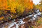 Fall color along Bishop Creek-Inyo National Forest-California-USA Art Print